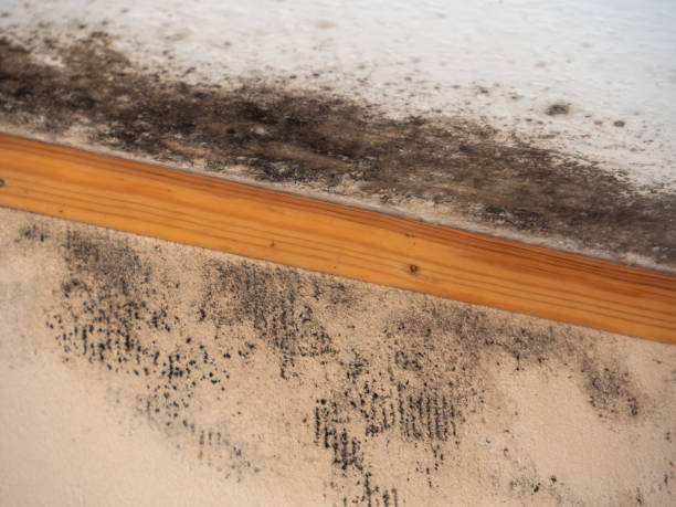 Mold Remediation for Vacation Homes in Avon Lake, OH