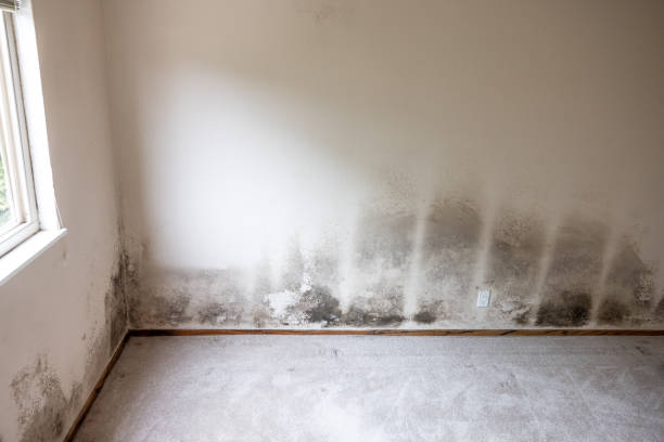 Best Environmental Consulting for Mold Prevention  in Avon Lake, OH